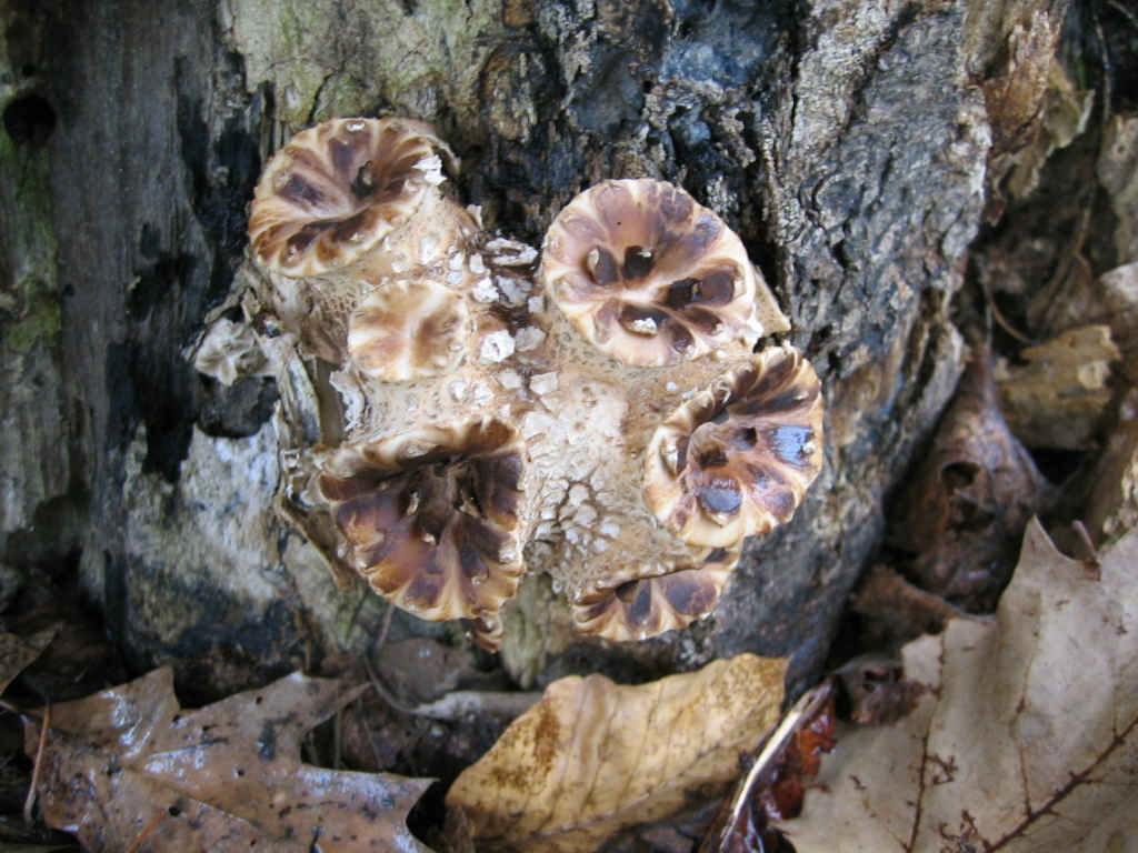 I Funghi primaverili: Polyporus squamosus